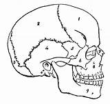 Bones Skull Flashcards Anatomy Identify Bone Proprofs Number Choose Board sketch template