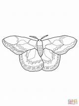 Moth Supercoloring sketch template