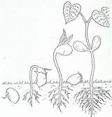 Preschool Stages Germination Seedlings Sketchite Mcenareebi Cycles Coloringhome Biologie Pflanzen sketch template