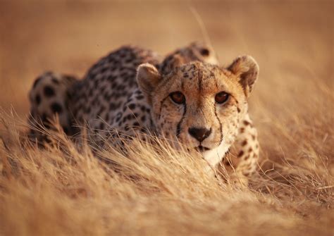 cheetahs strategize  dodge larger predators   eat earthcom