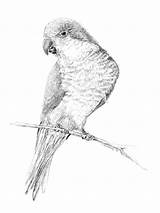 Parrot Quaker Parakeet Wildlife Pen sketch template