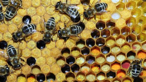 nieuwe beelden geven inkijkje  het bijenleven kijk magazine