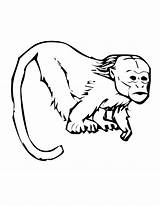 Coloring Pages Tamarin Colouring Monkey Tamarind Printable Primate Primates Emperor Papan Pilih sketch template
