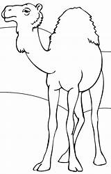 Cammelli Colorir Camelos Cammello Camellos Desenhos Kamele Cartonionline sketch template