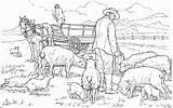 Farm Heeding Sheeps Doghousemusic sketch template