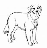 Retriever Hund Ausmalbilder Hunde Detailed Zeichnen Ausmalen Einfache Malvorlagen Welpen Hasen Dinge ζωγραφική σκίτσα και sketch template