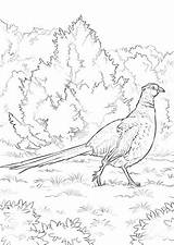 Pheasant Designlooter 1kb 480px sketch template