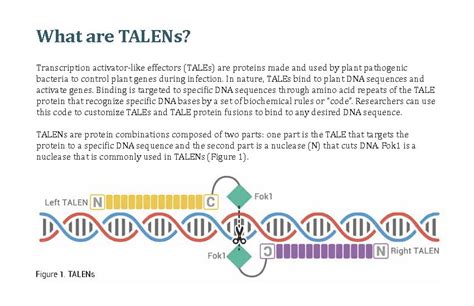 blades foundation plant breeding innovation talens transcription activator  effector