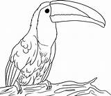 Beak Toucan Toucans Coloringsun Beaks Harvey sketch template