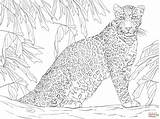Leopard Coloring Tree Printable Sitting Pages Drawing Colorear Para Dibujos Leopards Leopardo Supercoloring Colouring Dibujo Un Crafts Animal Imprimir African sketch template