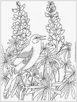Coloring Realistic Pages Adults Template Robin Adult Printable Bird Bluebonnet Color Print Incredible Getcolorings Bir sketch template