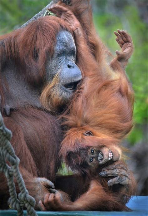 gk orangutan zoo animals great ape