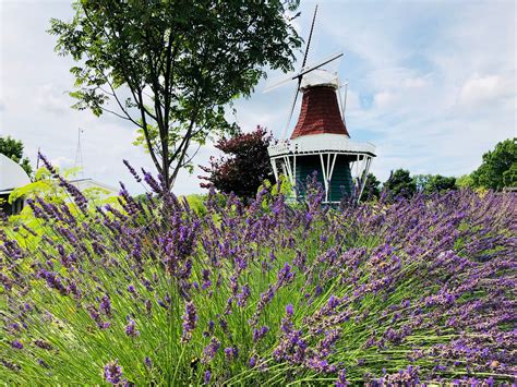 de zwaan windmill  lavender holland michigan paul chandler july  historic buildings