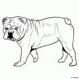 Bulldog Bulldogs Nele Picturefeast Dragoart sketch template