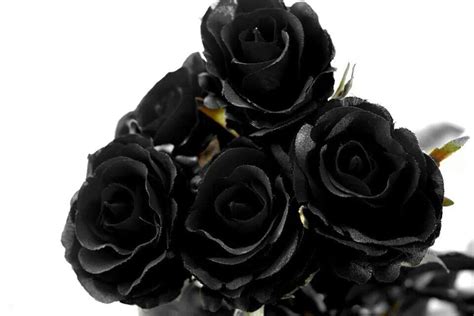 black roses black rose rose ill fly