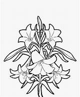 Easter Coloring Lily Pages Flowers Lilies Spring Flower Pattern Lillies Printables sketch template