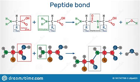 peptide bond formation  amide bonds   amino acids   result  protein biosynthesis