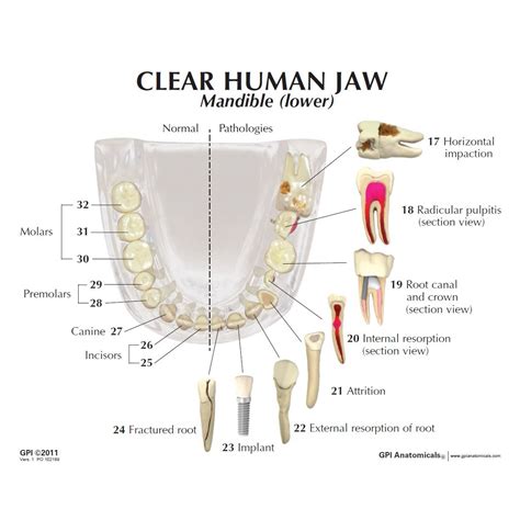 gpi  clear human jaw  teeth model