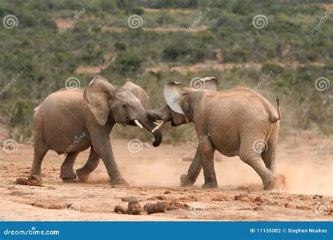 het vechten van olifanten stock foto image  mannetje