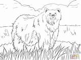 Coloring Ox Pages Musk Alaskan Malamute Getcolorings Drawing Getdrawings Printable Color Ant Anarchy sketch template