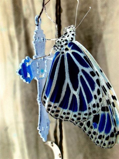 blue monarch papillon butterfly butterfly kisses butterfly