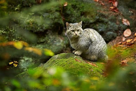 the six species of cats of the felis genus worldatlas