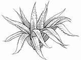 Aloe Vera Succulent Coloring Drawing Plant Pages Rocks Pretty Getdrawings sketch template