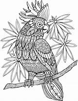Coloring Adults Book Pages Animal Adult Vector Parrot Cockatoo Resell Right Zentangle Tattoo sketch template