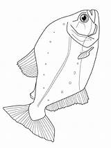 Vissen Fisch Malvorlagen Kleurplaten Poisson Dieren Fische Kleurplaat Coloriages Animaatjes Malvorlage Peixes Pesci Zeichnung Ausdrucken Drucken Gify Hund Peces Kolorowanki sketch template