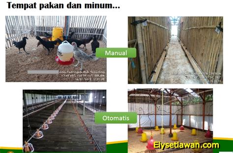 manajemen pemeliharaan ayam kampung lengkap elinotes