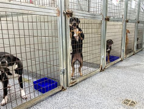 ballarat animal shelter  seeking  homes     dogs