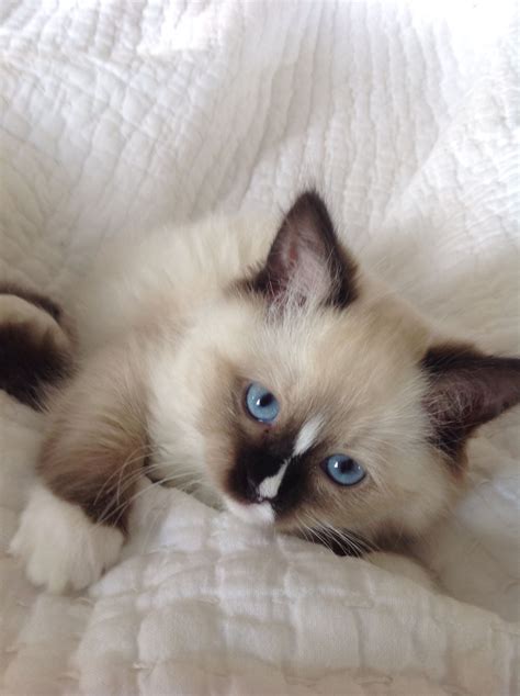 week  mitted seal ragdoll ragdoll cat cute cats baby cats
