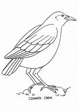 Passarinho Crow Engraçadas Brincadeiras Suas Até Fascinam Pássaro Penas Mantém Coloridas Estimação Feito Desenhar sketch template