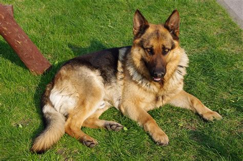 file german shepherd dog jpg wikimedia commons