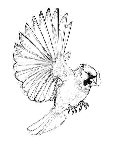 cardinal bird drawing  paintingvalleycom explore collection