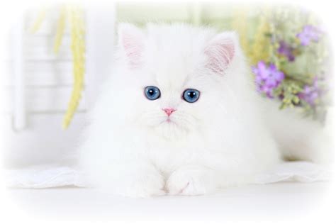 white teacup persian kitten  sale white cat blue eyed whiteultra rare persian kittens