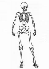 Skeleton Coloring Pages Human Posing System Skeletal Kids Anatomy Color Getcolorings sketch template