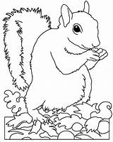 Wiewiorka Oravat Ardilla Varityskuvia Szara Squirrels Mammals Neighbors Animal Supercoloring Tulosta Animales Wiewiórka Drukuj sketch template
