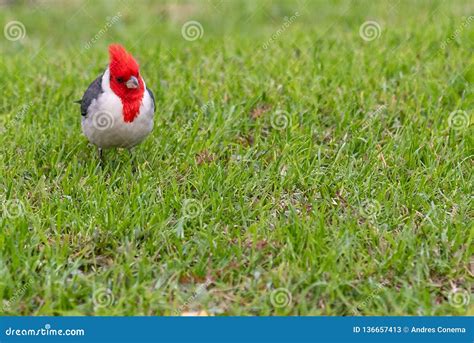 bright crimson cardinal isolated  grass background stock image image  birding argentina