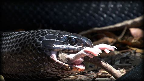 indigo snake eats rat alive  animal attack youtube