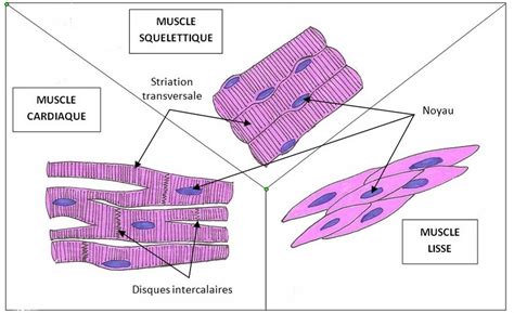 les muscles lisses ou muscles visceraux les muscles de nos organes nha naturolistique