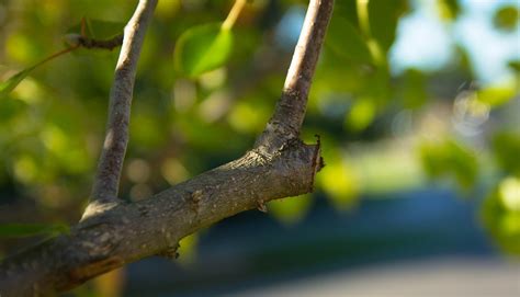 types  pruning cuts  complete pruning guide