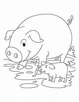 Coloring Piglets Pages Pigs Color Kids Print sketch template