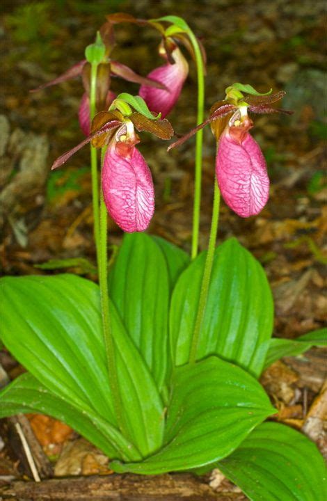 Pink Lady Slipper Lady Slipper Flower Lady Slipper Orchid