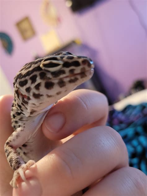 im pretty   leopard gecko  mouth rot    couple weeks  meal worms