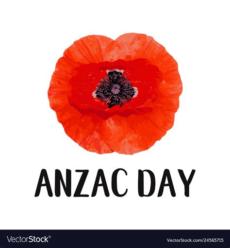 anzac day card bright poppy flower royalty  vector image