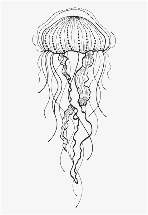 jelly fish drawing  getdrawings moon jelly transparent png