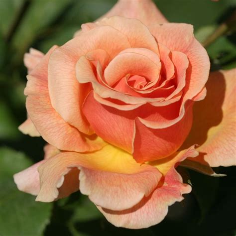 Fragrant Dream Hybrid Tea Roses Planting Roses Tea Roses