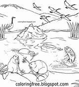 Color Coloring Pages Wildlife Printable Drawing Animals River Beaver Colouring Canada Canadian Sheet Fish Kids Lakes sketch template