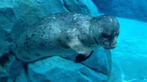 seal  journey  churchill zoo exhibit dies   caught